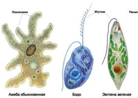 Основные группы микроорганизмов